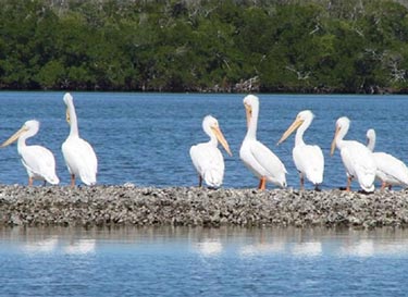 Pelicans basking in the sun on Sanibel Island, FL