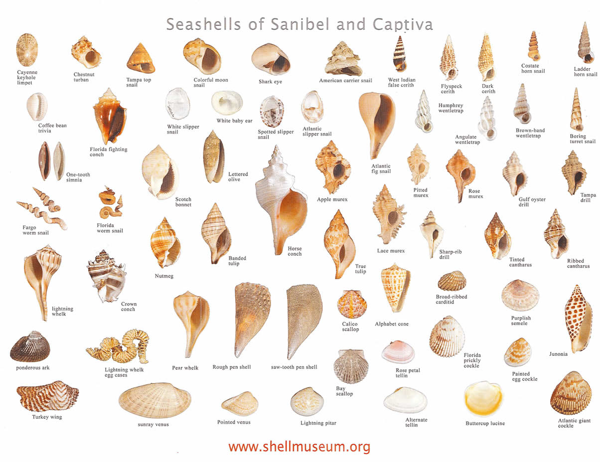 sanibel-captiva-shell-chart