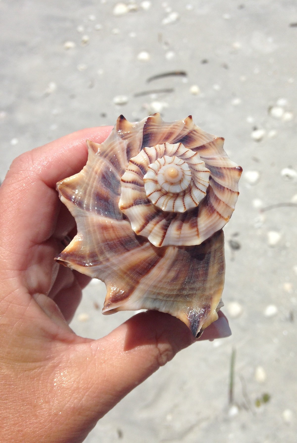 Top view of large seashell
