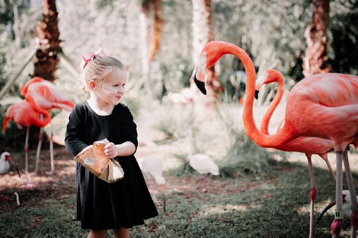 Female child feeding flamingos 