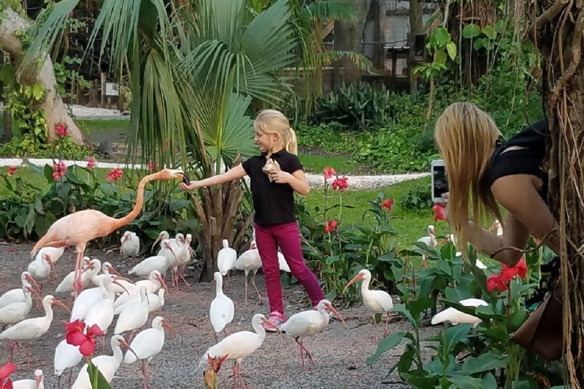 female child feeding birds