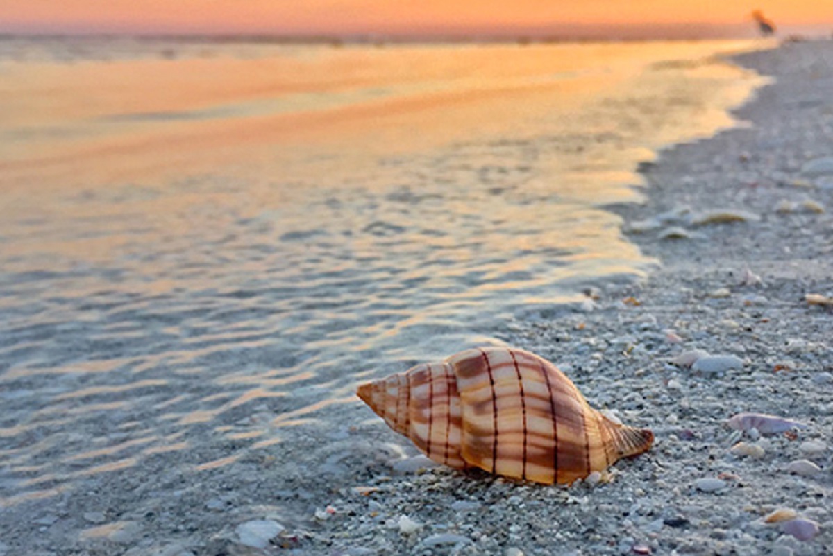 seashell on the shore of the beach