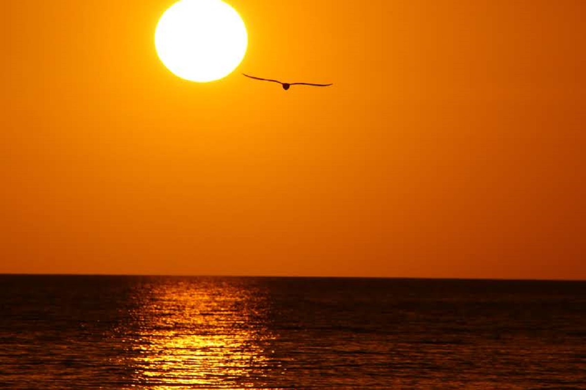 Sun setting over water with a bird flying in the distance