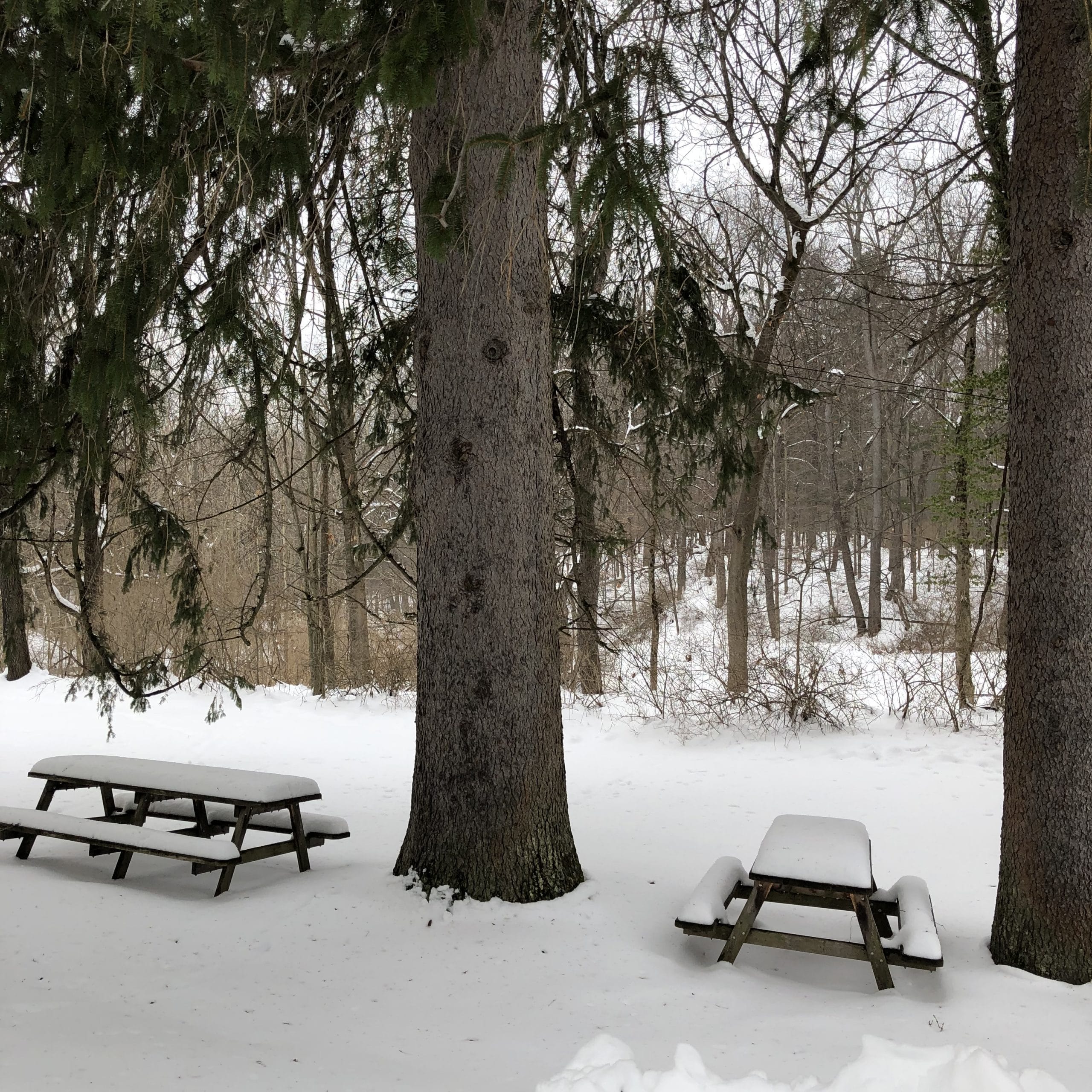 trees and picnic tables covered in snow