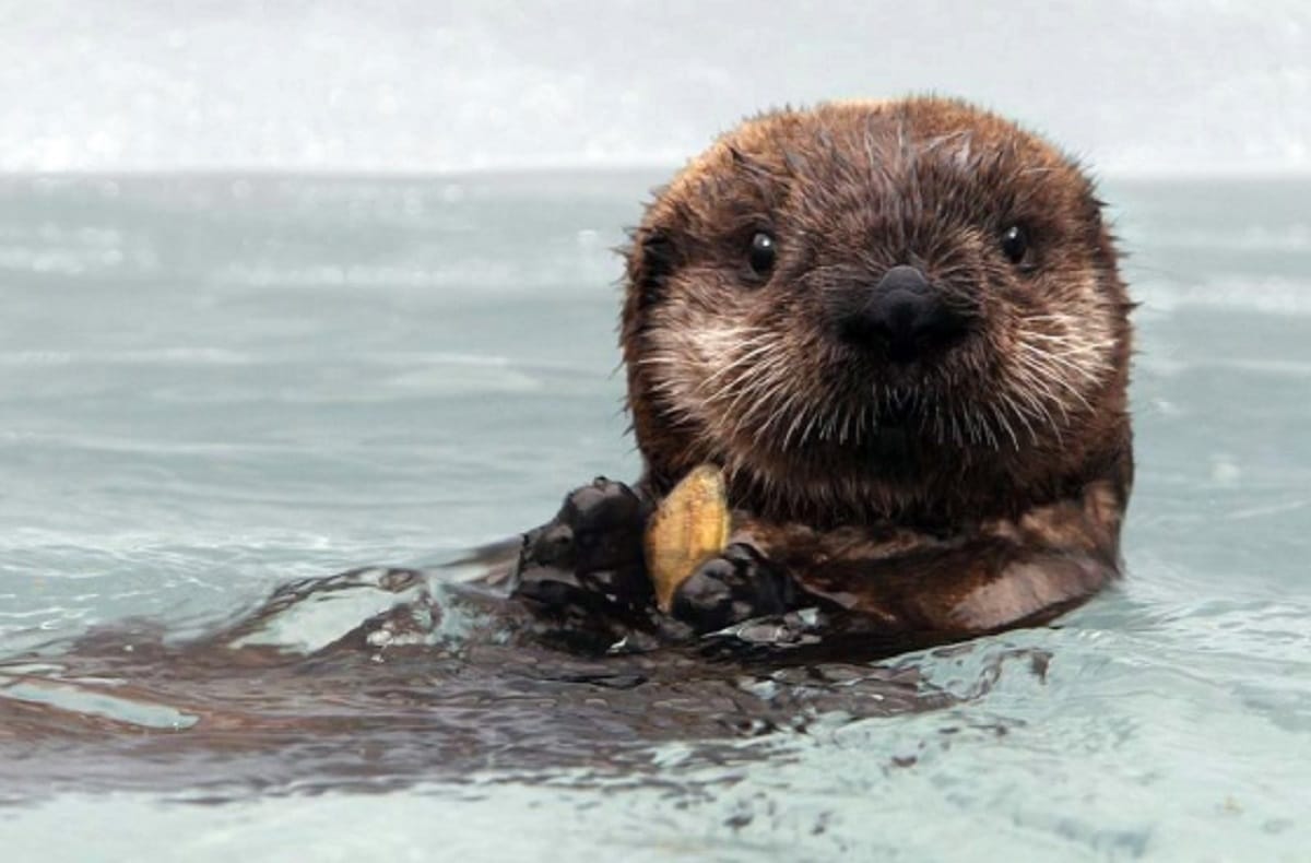 Otter holding a seashell 